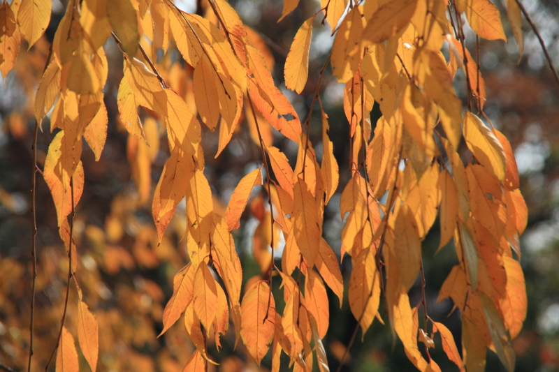f:id:hiroshisj:20111214210234j:image