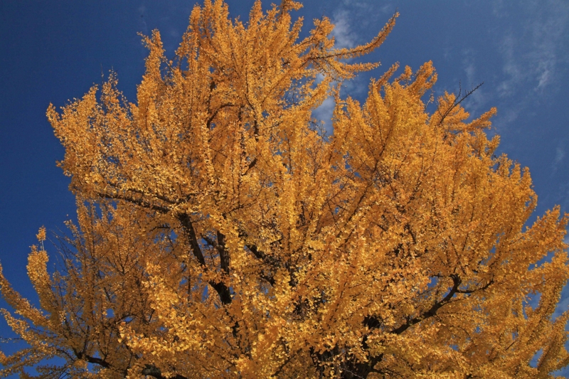 f:id:hiroshisj:20111214210302j:image