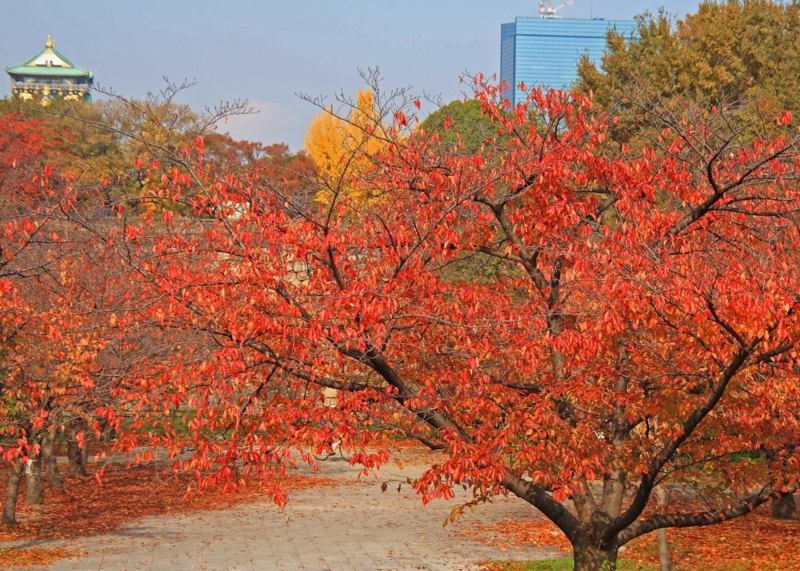 f:id:hiroshisj:20111214210317j:image