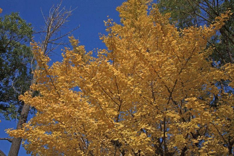 f:id:hiroshisj:20111214233307j:image