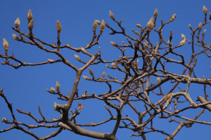 f:id:hiroshisj:20120110192722j:image