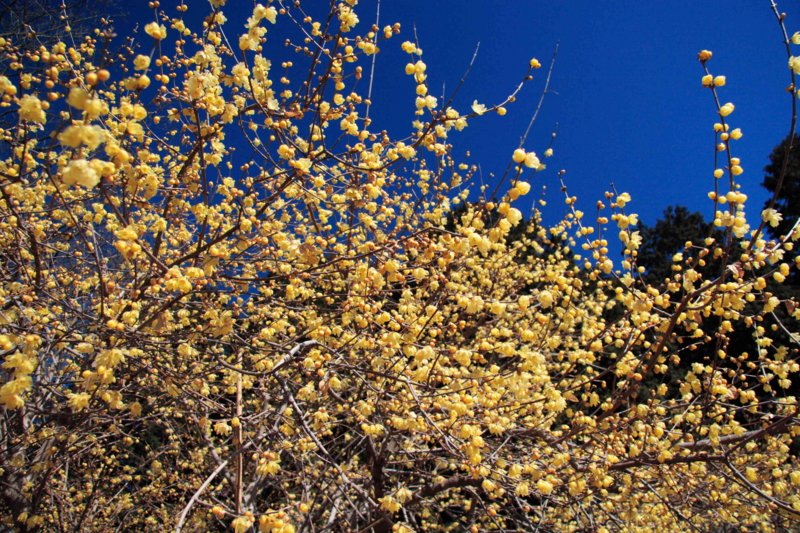 f:id:hiroshisj:20120123151057j:image