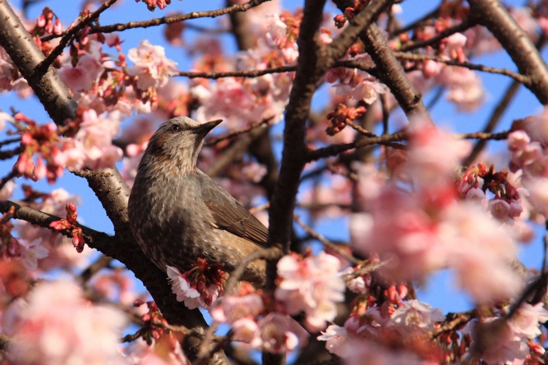 f:id:hiroshisj:20120123231125j:image