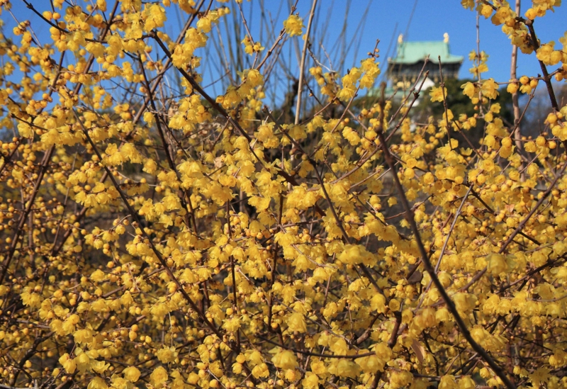 f:id:hiroshisj:20120125174905j:image