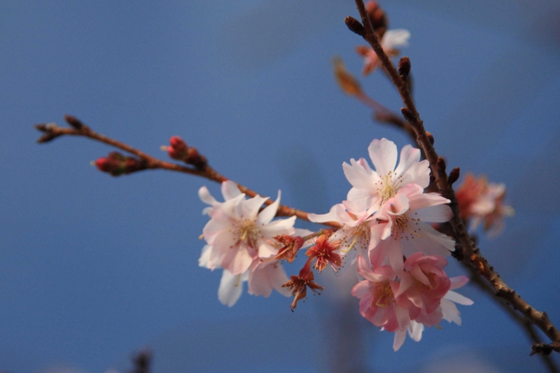f:id:hiroshisj:20120125174946j:image