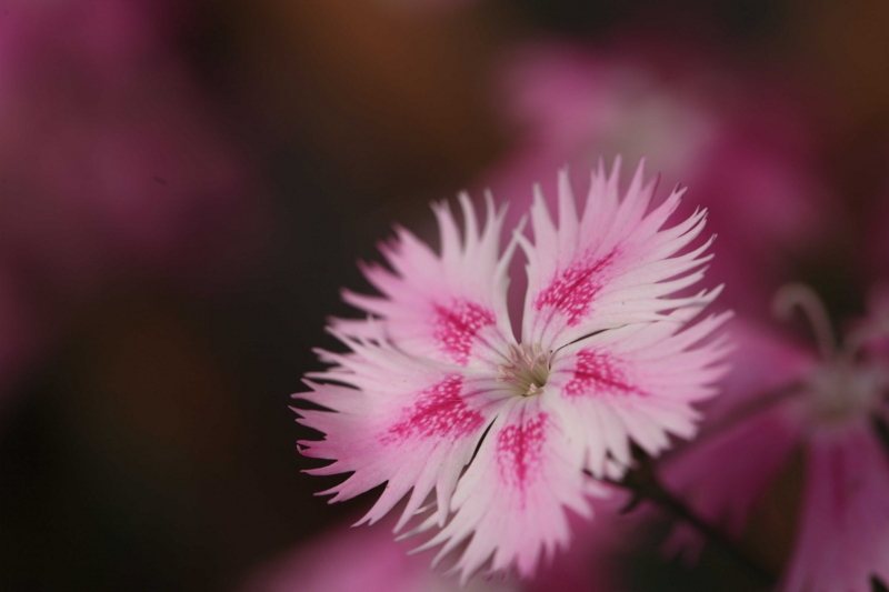 f:id:hiroshisj:20120310211818j:image