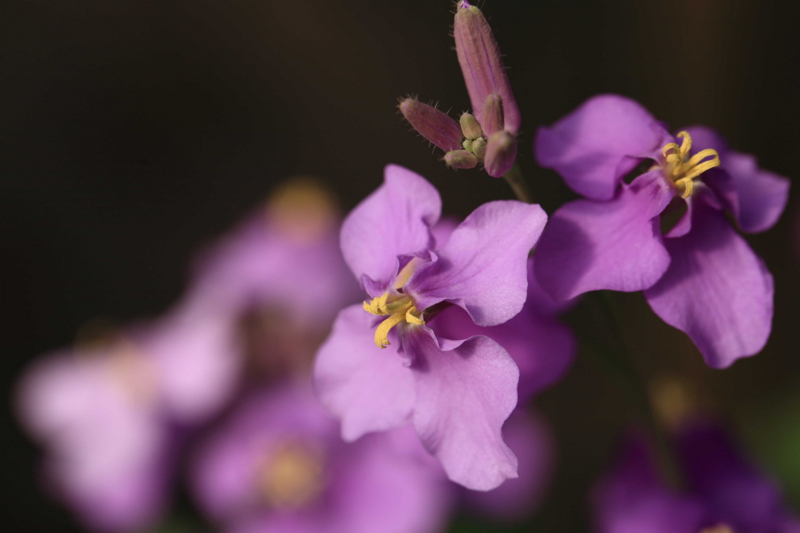 f:id:hiroshisj:20120312160736j:image