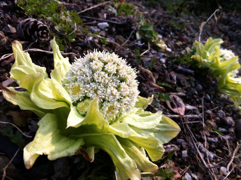 f:id:hiroshisj:20120401173559j:image:w360:left