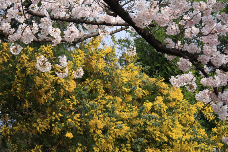 f:id:hiroshisj:20120416165007j:image