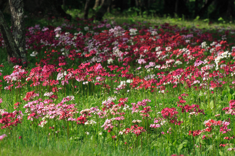 f:id:hiroshisj:20120604000310j:image f:id:hiroshisj:20120604000310j:image