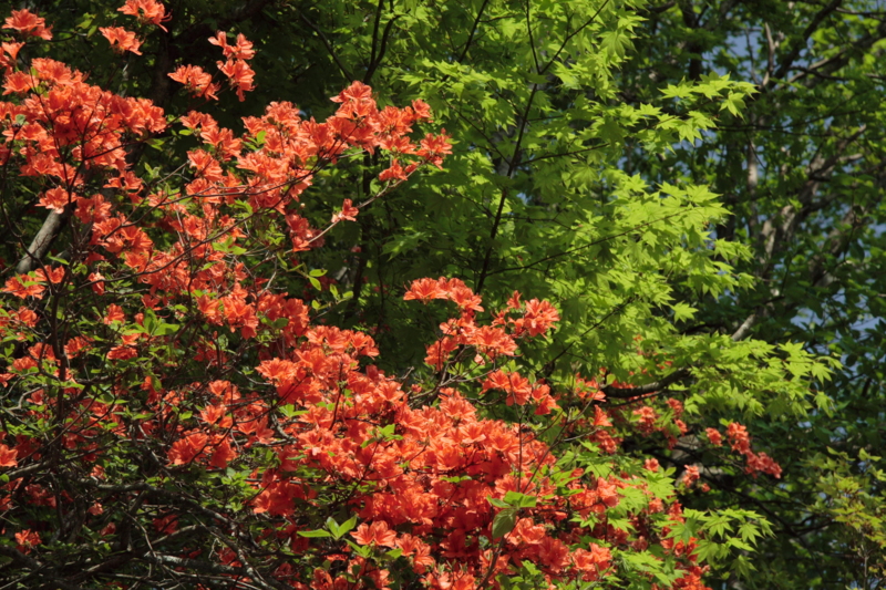 f:id:hiroshisj:20120604000331j:image f:id:hiroshisj:20120604000331j:image