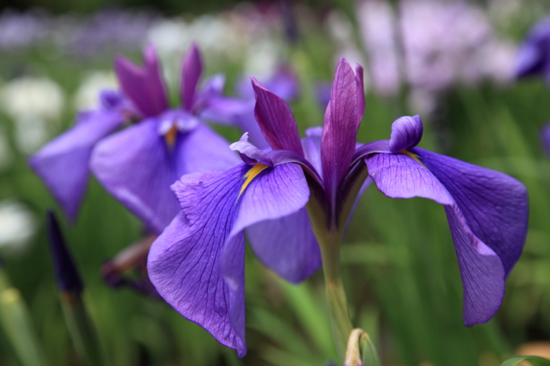 f:id:hiroshisj:20120618175702j:image f:id:hiroshisj:20120618175702j:image