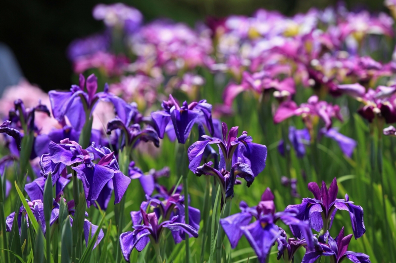 f:id:hiroshisj:20120618175726j:image f:id:hiroshisj:20120618175726j:image