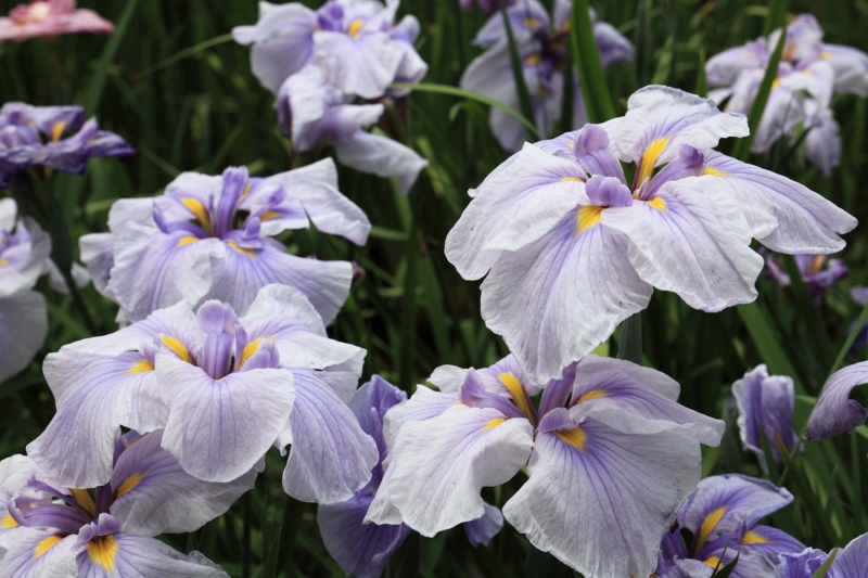f:id:hiroshisj:20120618175748j:image f:id:hiroshisj:20120618175748j:image