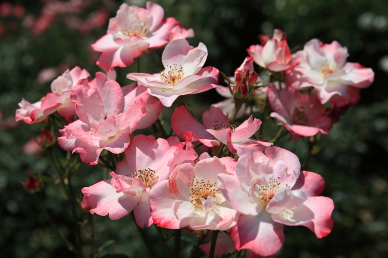 f:id:hiroshisj:20120619153418j:image