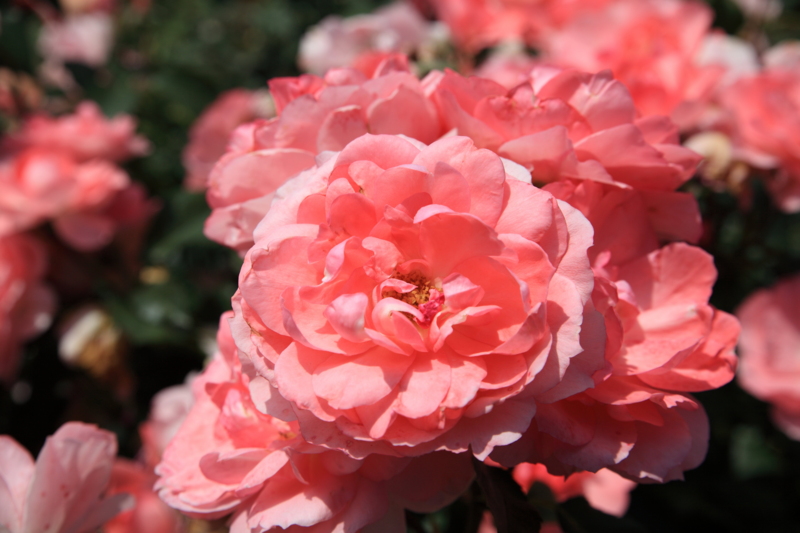 f:id:hiroshisj:20120619153439j:image