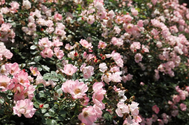 f:id:hiroshisj:20120619154422j:image