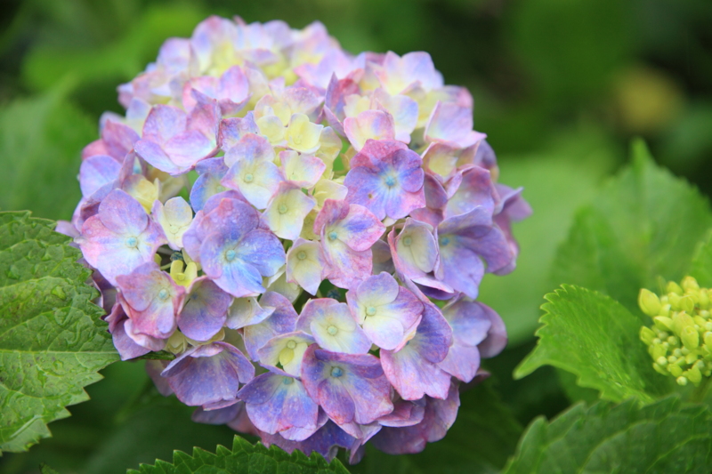 f:id:hiroshisj:20120625173642j:image