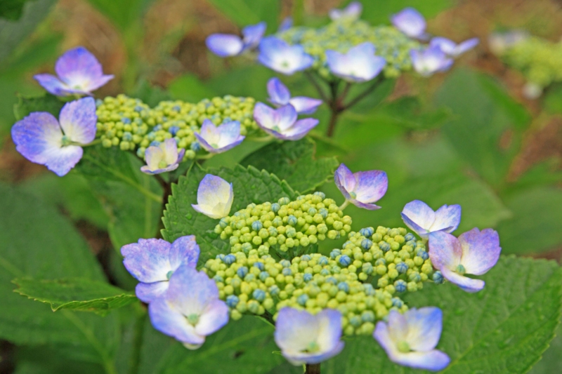 f:id:hiroshisj:20120625173706j:image