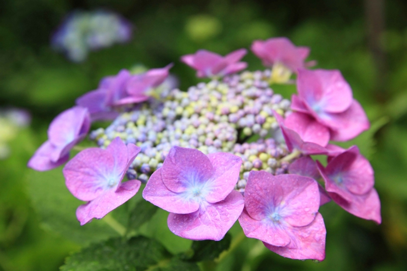 f:id:hiroshisj:20120625173809j:image