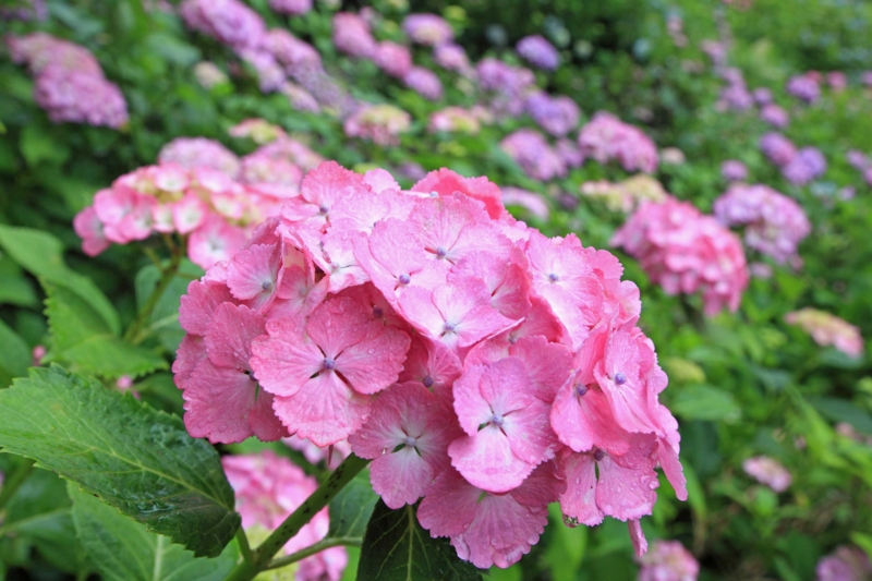 f:id:hiroshisj:20120625173851j:image