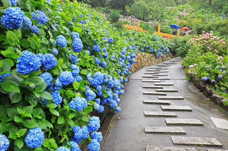 f:id:hiroshisj:20120625174824j:image