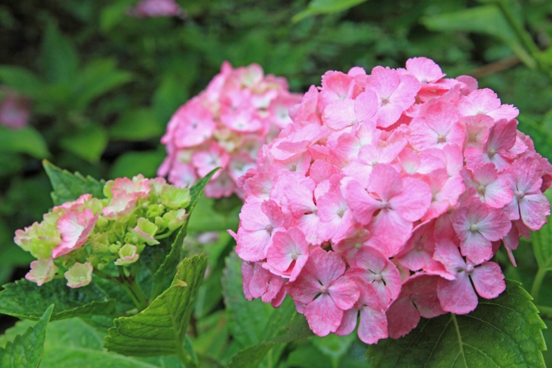 f:id:hiroshisj:20120625200831j:image f:id:hiroshisj:20120625200831j:image