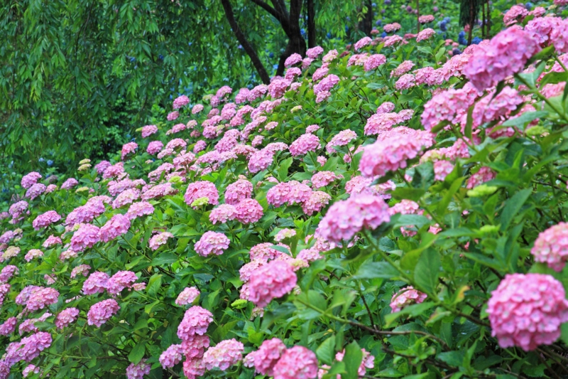 f:id:hiroshisj:20120625200853j:image f:id:hiroshisj:20120625200853j:image
