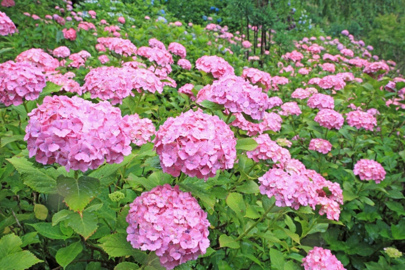 f:id:hiroshisj:20120625201043j:image f:id:hiroshisj:20120625201043j:image