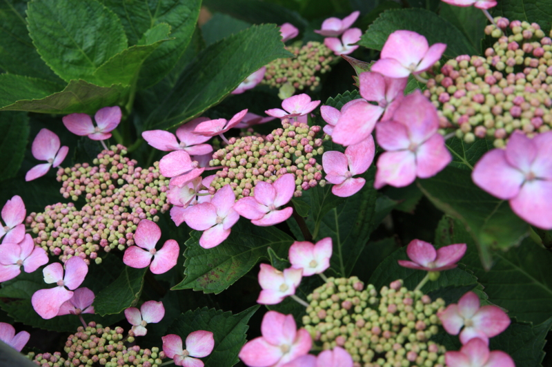 f:id:hiroshisj:20120702214125j:image f:id:hiroshisj:20120702214125j:image