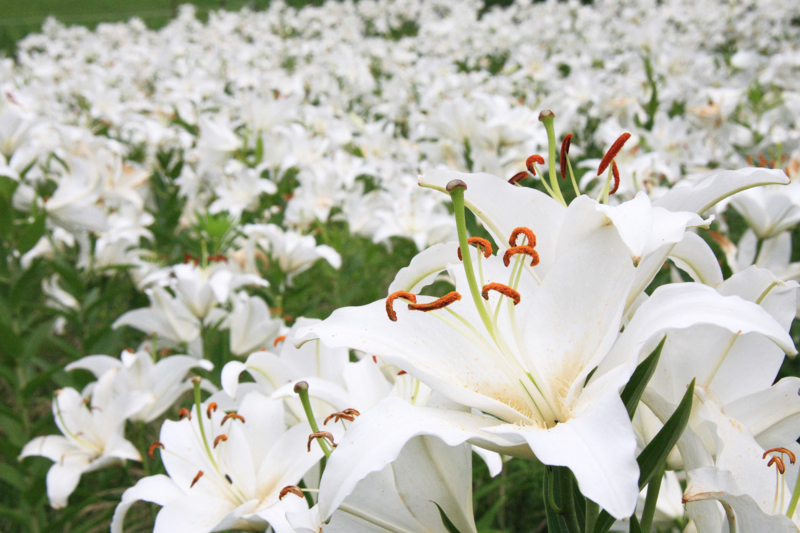 f:id:hiroshisj:20120712062919j:image