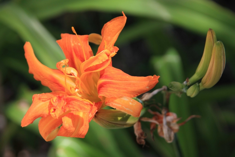 f:id:hiroshisj:20120718230849j:image f:id:hiroshisj:20120718230849j:image