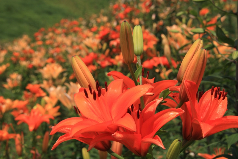 f:id:hiroshisj:20120730202725j:image f:id:hiroshisj:20120730202725j:image