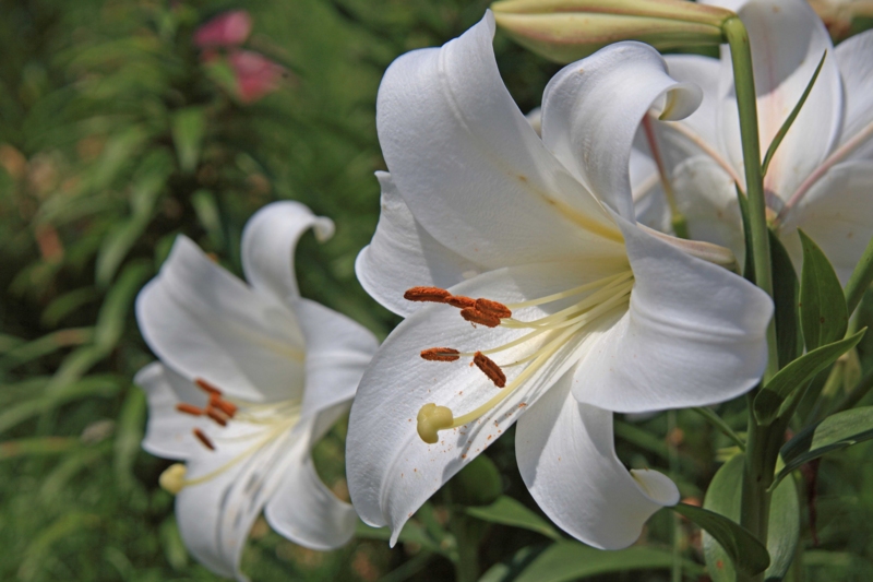 f:id:hiroshisj:20120730202843j:image f:id:hiroshisj:20120730202843j:image