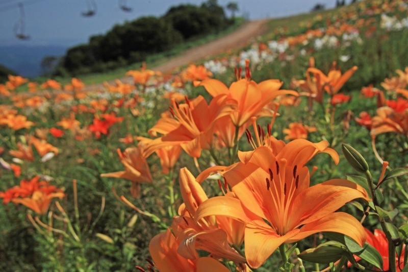 f:id:hiroshisj:20120731185203j:image