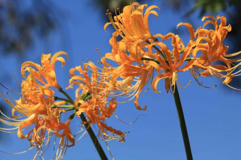 f:id:hiroshisj:20121006165005j:image