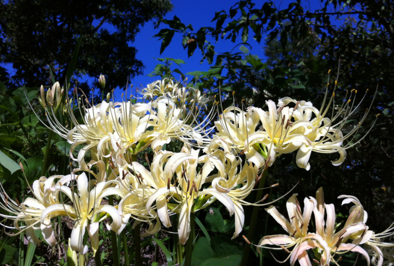 f:id:hiroshisj:20121006165028j:image