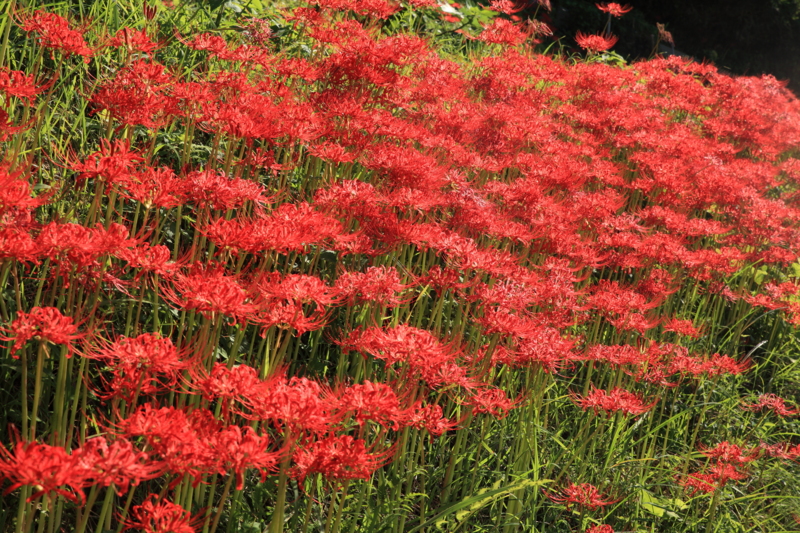 f:id:hiroshisj:20121006165035j:image