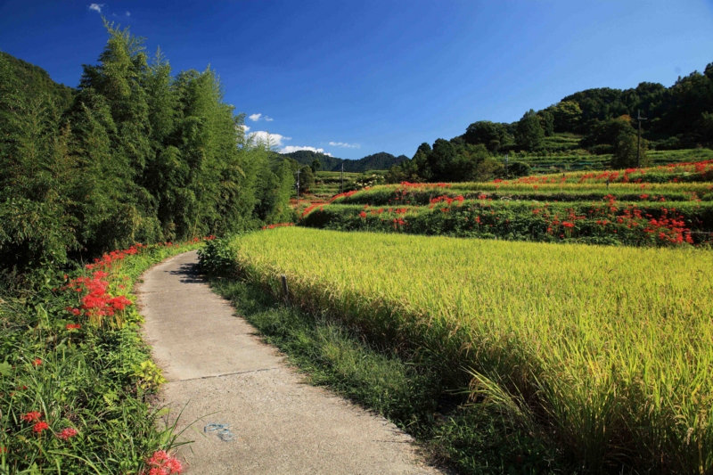 f:id:hiroshisj:20121006165103j:image