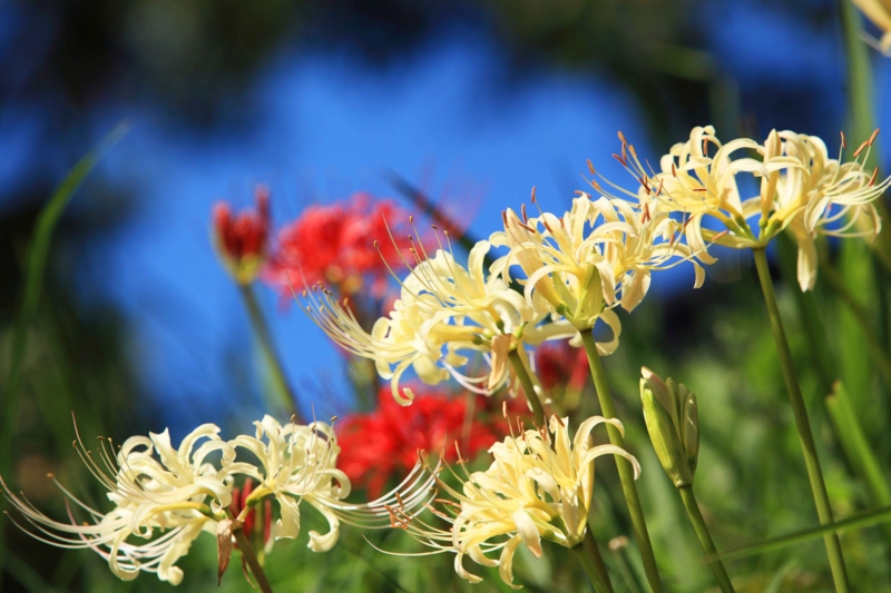 f:id:hiroshisj:20121006165126j:image