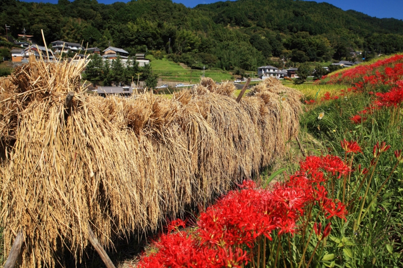 f:id:hiroshisj:20121006165148j:image