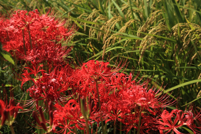 f:id:hiroshisj:20121006165212j:image