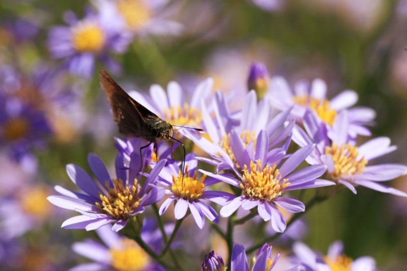 f:id:hiroshisj:20121007231853j:image f:id:hiroshisj:20121007231853j:image