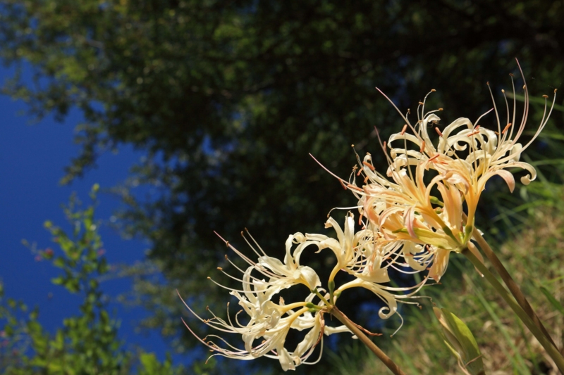 f:id:hiroshisj:20121007231942j:image f:id:hiroshisj:20121007231942j:image