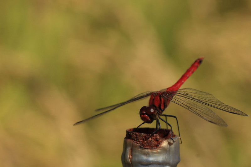 f:id:hiroshisj:20121008072435j:image f:id:hiroshisj:20121008072435j:image