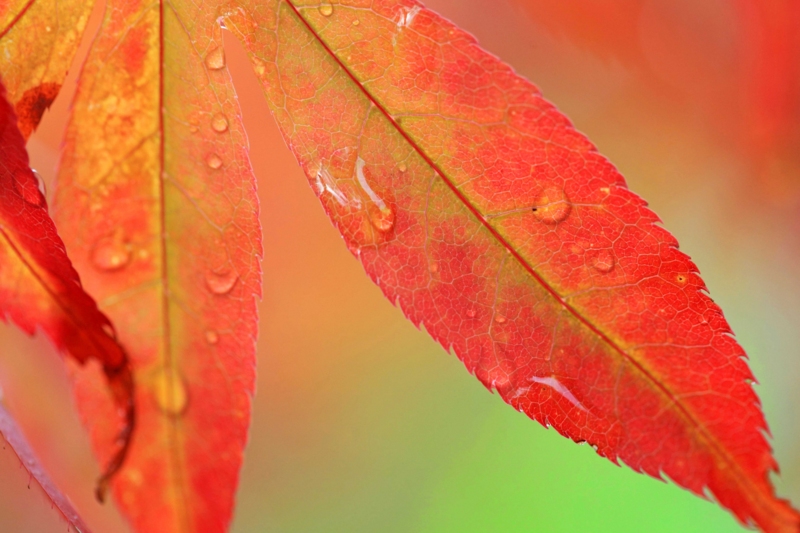 f:id:hiroshisj:20121028092532j:image
