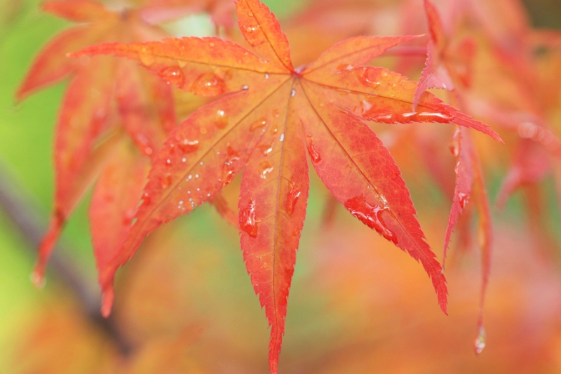 f:id:hiroshisj:20121029141551j:image f:id:hiroshisj:20121029141551j:image