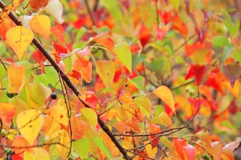 f:id:hiroshisj:20121029141958j:image f:id:hiroshisj:20121029141958j:image
