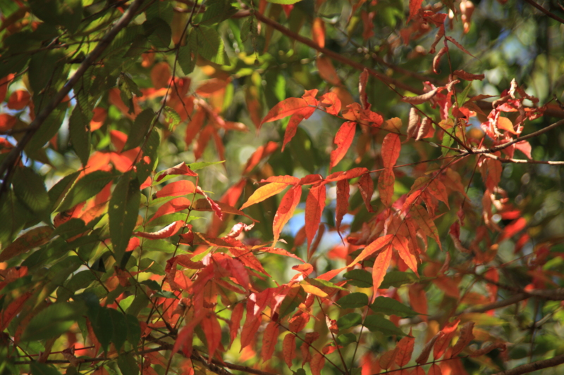 f:id:hiroshisj:20121031173847j:image