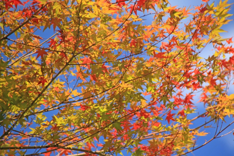 f:id:hiroshisj:20121107203803j:image